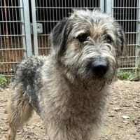 Fiete - sanfter Riese sucht Zuhause, Hund zur Adoption
