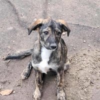 Lara, zartes Hundemädchen sucht Liebe, Hündin zur Adoption