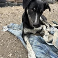 Clover ist anhänglich & harmonisch, Hund zur Adoption