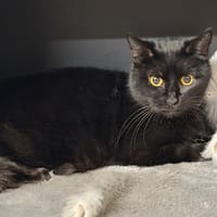 Bagherra CAB4472, chatte à adopter