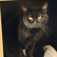 Poncho CAB4838, chat à adopter
