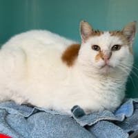 Sissi CAB4911, chatte à adopter