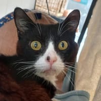 PHYTO QCT, chat à adopter