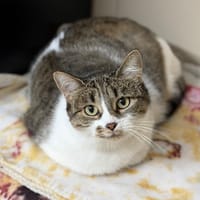 Uriah CAB4919, chatte à adopter