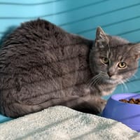 Grisou CAB4887, chat à adopter