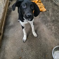 ORATORIO, chien à adopter