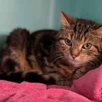 Newton CAB4869, chat à adopter