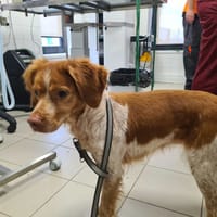 AUBADE, chienne à adopter