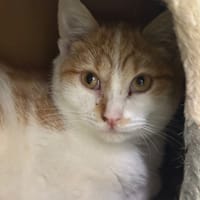 AZHAR, chat à adopter