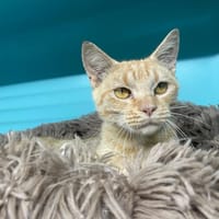 Skoazell, chatte à adopter