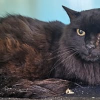 GATTO, chat à adopter