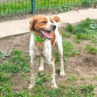 REX, chien à adopter