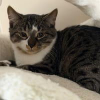 Aïko CAB4920, chat à adopter