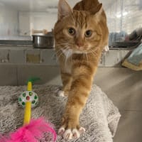 KAMI, chat à adopter
