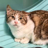 Taï CAB4885, chat à adopter