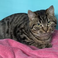 Azote CAB4870, chat à adopter