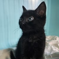 ANY, chatte à adopter