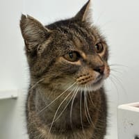 JOHA, chat à adopter