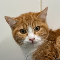 Loustic, chat à adopter