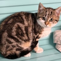 Paulo CAB4910, chat à adopter