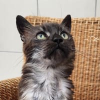 GAGNANT QCT, chat à adopter