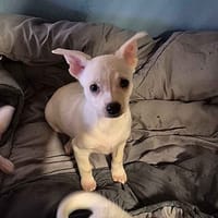 BISCOTTE, chienne à adopter