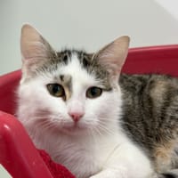 PIETA, chatte à adopter