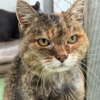 ALPAGA, chatte à adopter