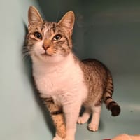 MARIE, chatte à adopter