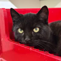 Baltazar (réservé), chat à adopter