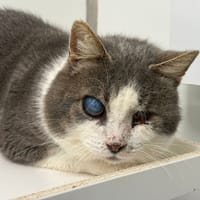 RAY  CHARLES, chat à adopter