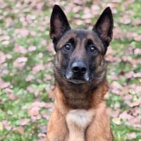 R'Sparoh CAA14403, chien à adopter