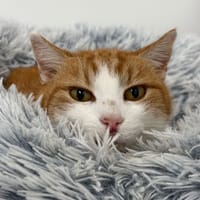 OURSULA (réservée), chatte à adopter