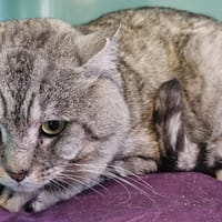 SILVER, chat à adopter