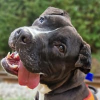 MCGREGOR, chien à adopter