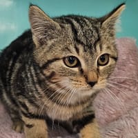 CURLIZ, chat à adopter