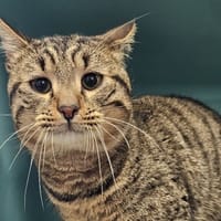 EZIO, chat à adopter