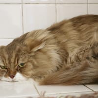 ZEUS HAB17467, chat à adopter