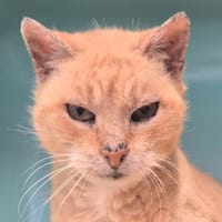 Rose, chatte à adopter