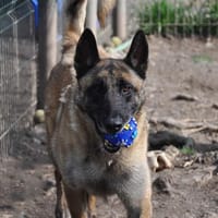 Lucky, chien à adopter