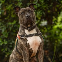 ARCO, chien à adopter