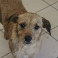 topaze, chienne à adopter