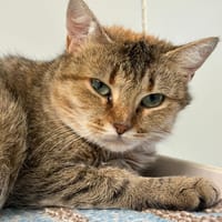 Tornade, chatte à adopter