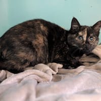MANAKI, chatte à adopter