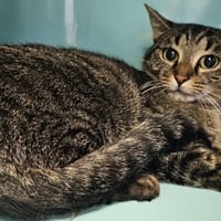 FANTA, chatte à adopter