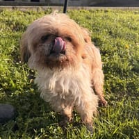 PEEPPER, chien à adopter