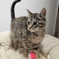 MIA, chatte à adopter