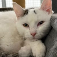EUGENIE (réservée), chatte à adopter