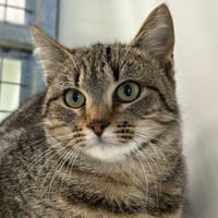 RIBOULETTE, chatte à adopter