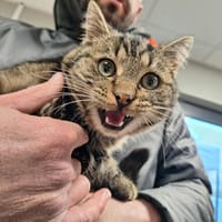 VOLT, chat à adopter